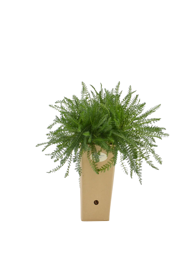 Achillea x 'Terracotta'