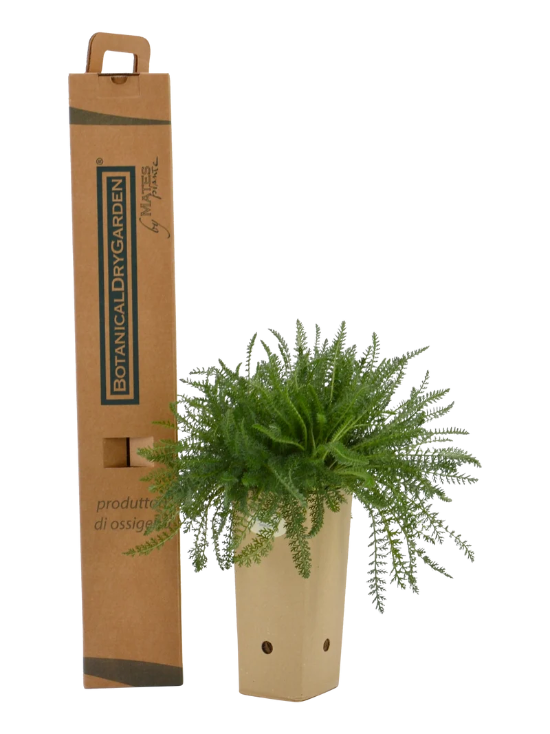 Achillea x 'Terracotta'