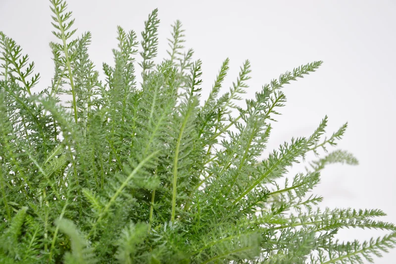 Achillea x 'Terracotta'