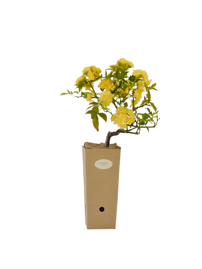 Rosa banksiae 'Lutea'