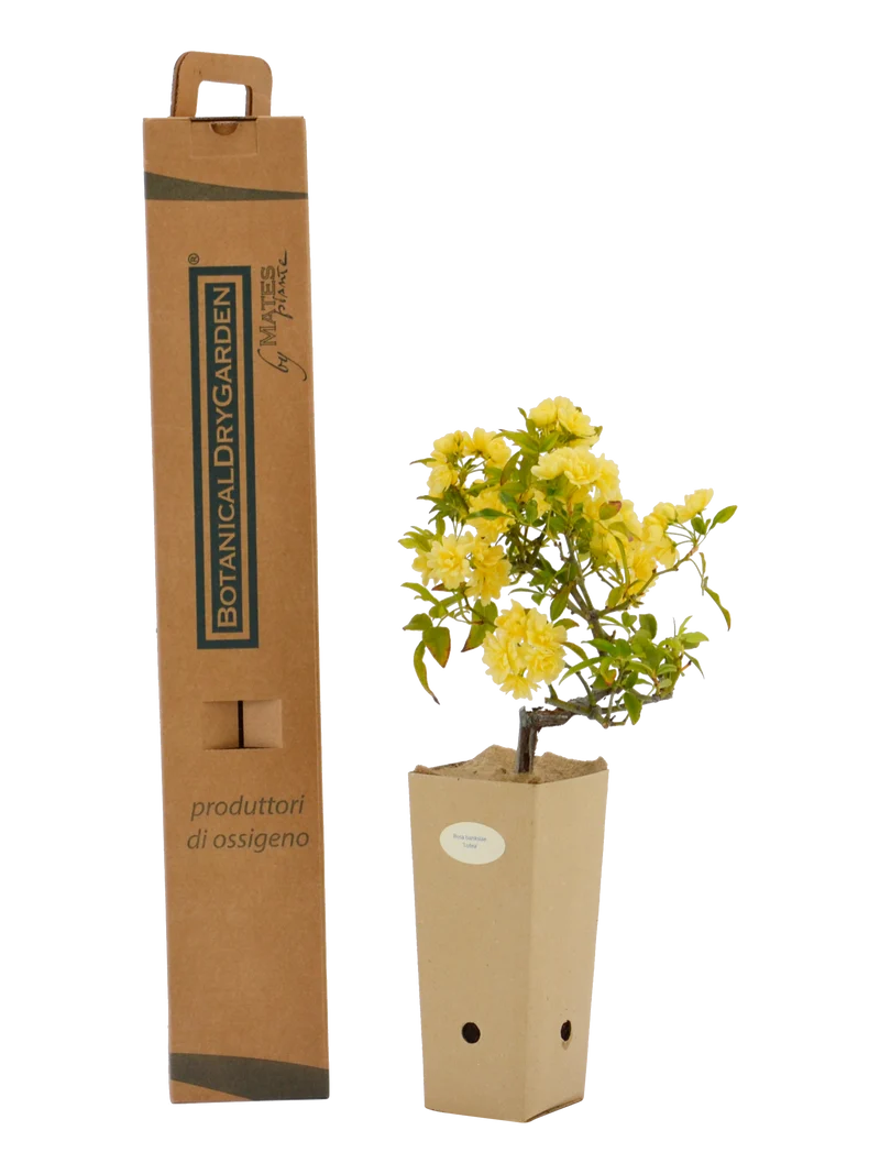 Rosa banksiae 'Lutea'