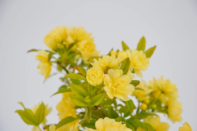 Rosa banksiae 'Lutea'