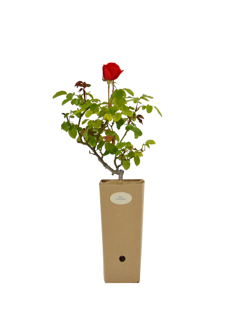 Rosa 'La Sevillana'®
