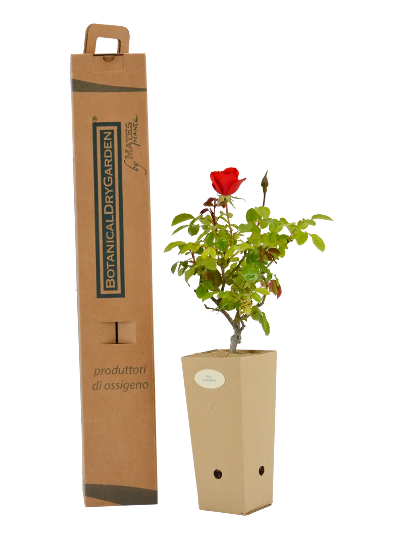 Rosa 'La Sevillana'®