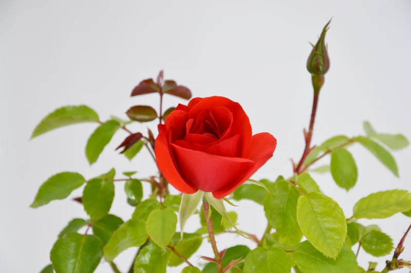 Rosa 'La Sevillana'®