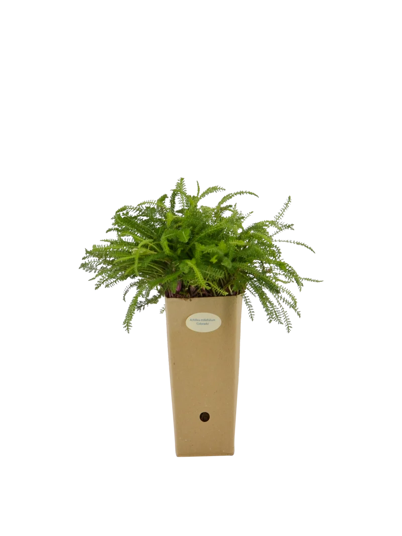 Achillea millefolium 'Colorado'