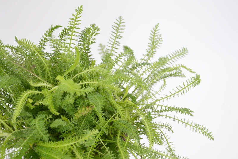 Achillea millefolium 'Colorado'