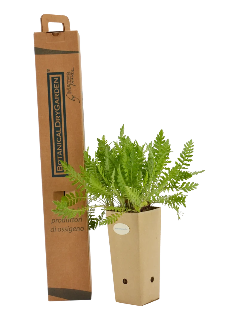 Achillea filipendulina