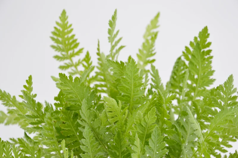 Achillea filipendulina