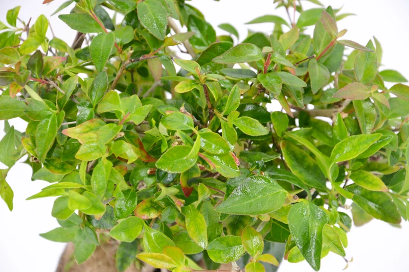 Abelia x ‘Edward Goucher'