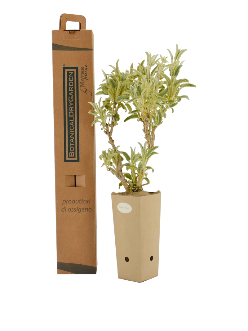 Phlomis x marina