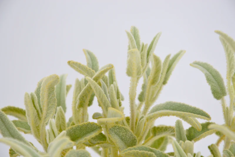 Phlomis x marina