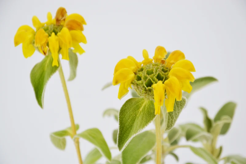 Phlomis x cytherea