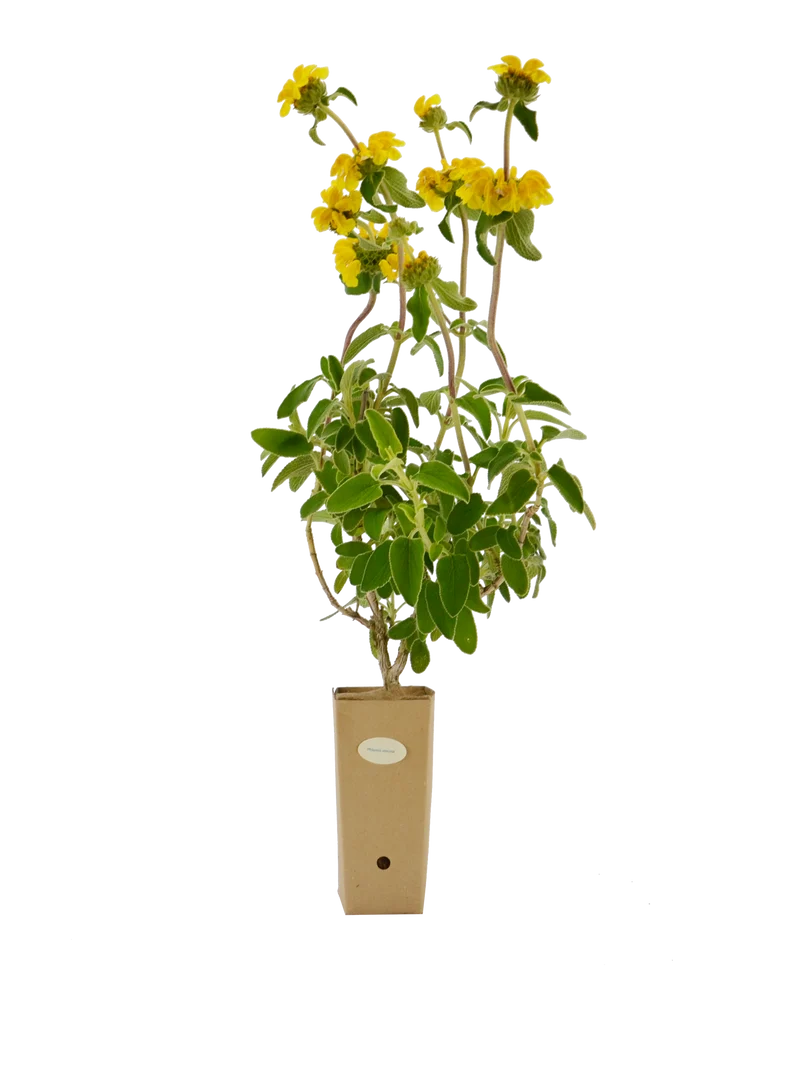 Phlomis viscosa