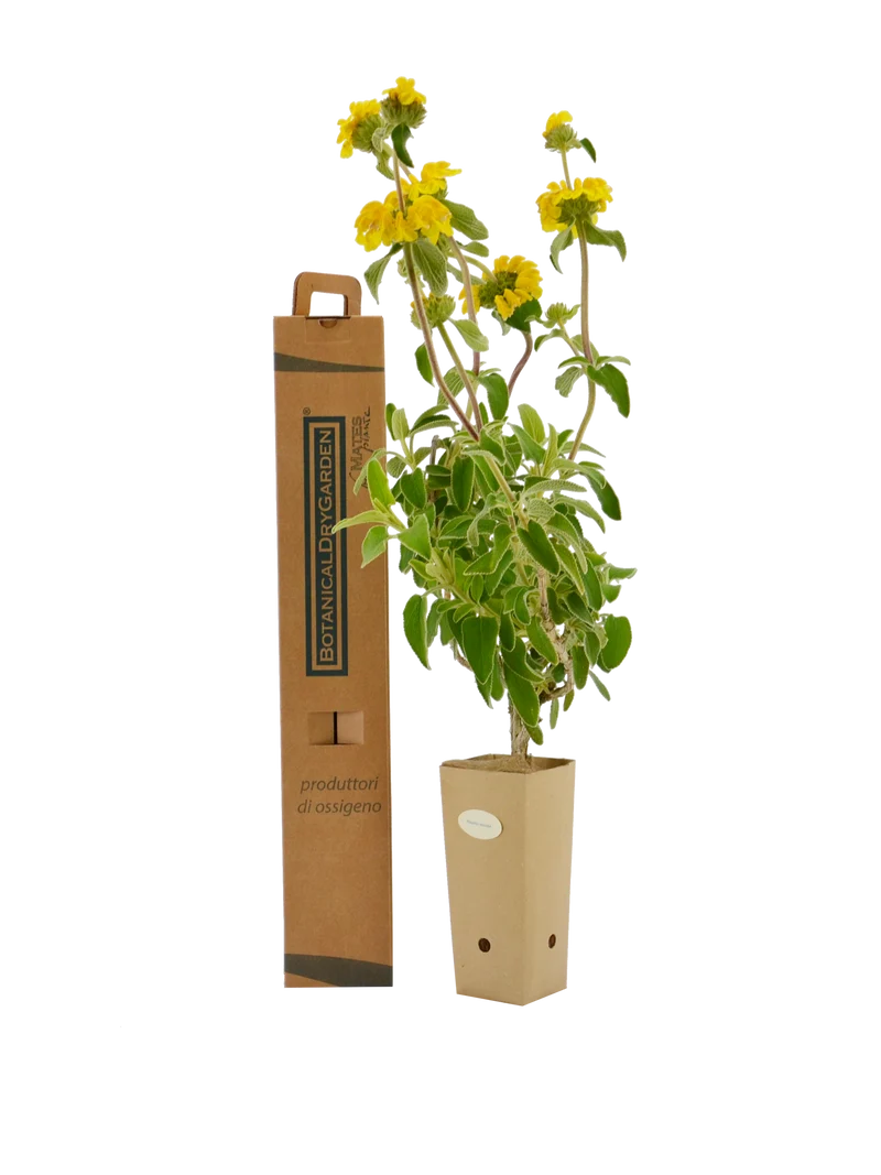 Phlomis viscosa