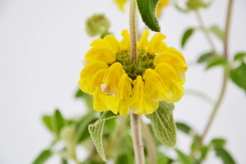 Phlomis viscosa