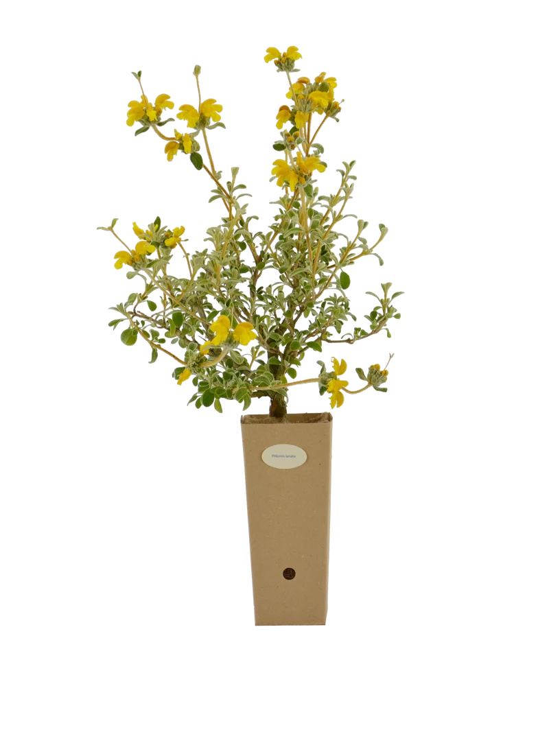 Phlomis lanata
