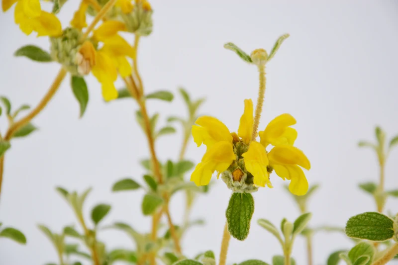 Phlomis lanata
