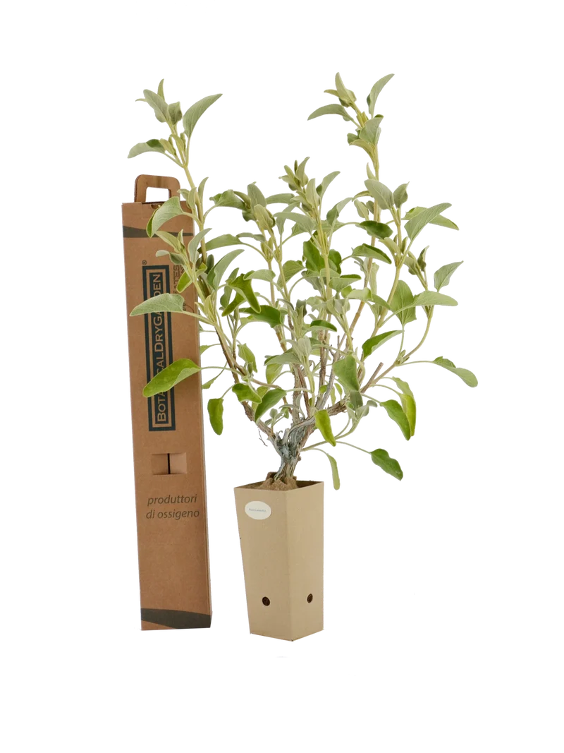 Phlomis anatolica