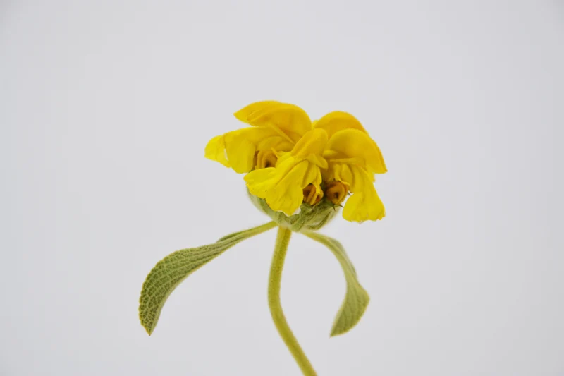 Phlomis anatolica