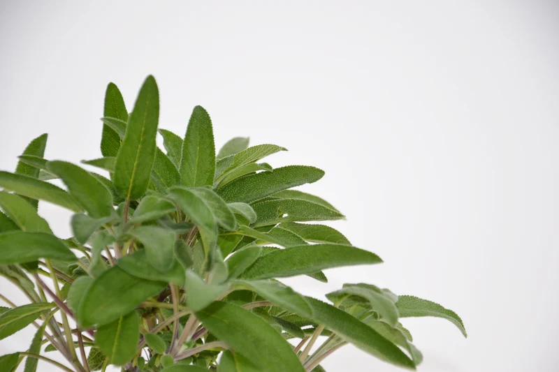 Salvia officinalis