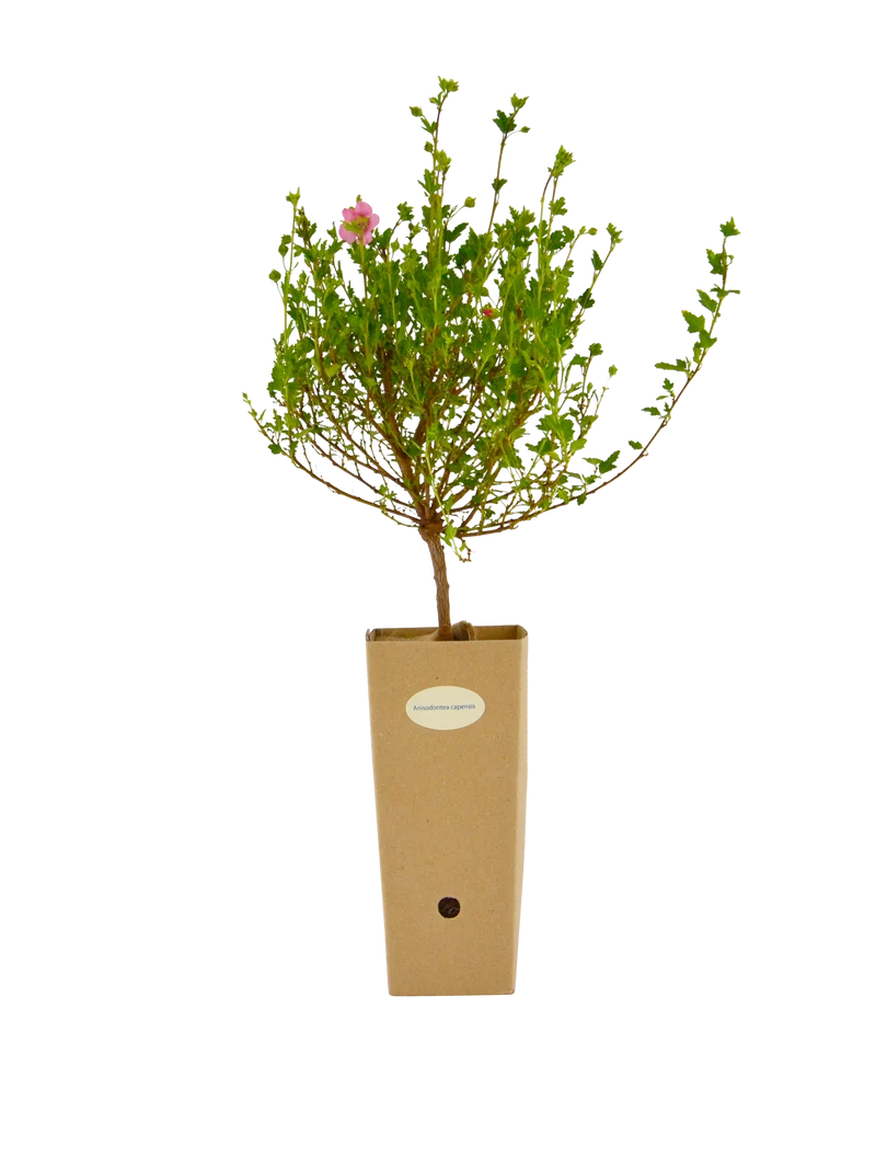 Anisodontea capensis