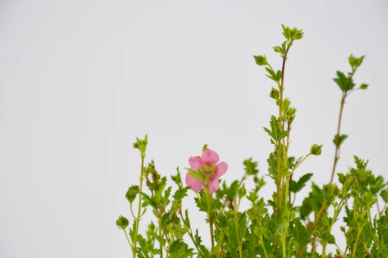 Anisodontea capensis