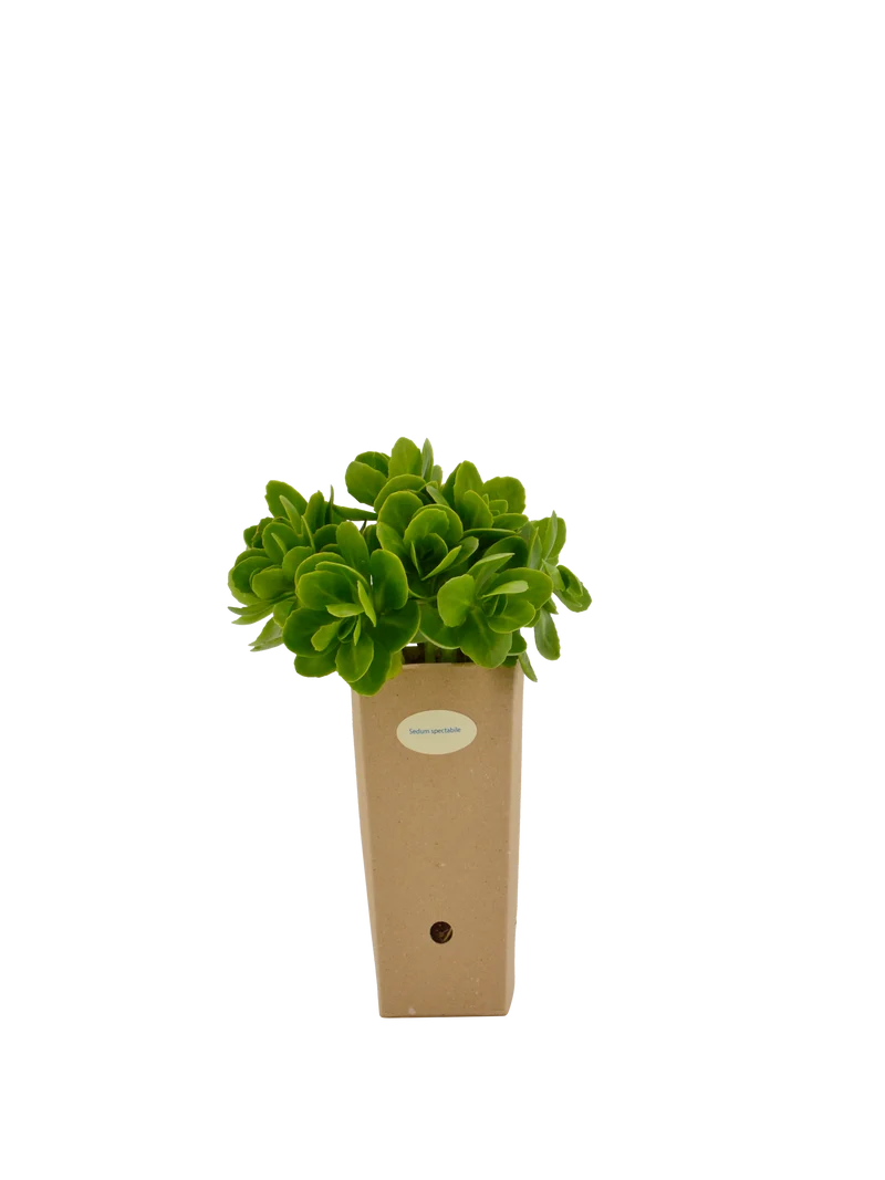 Sedum spectabile