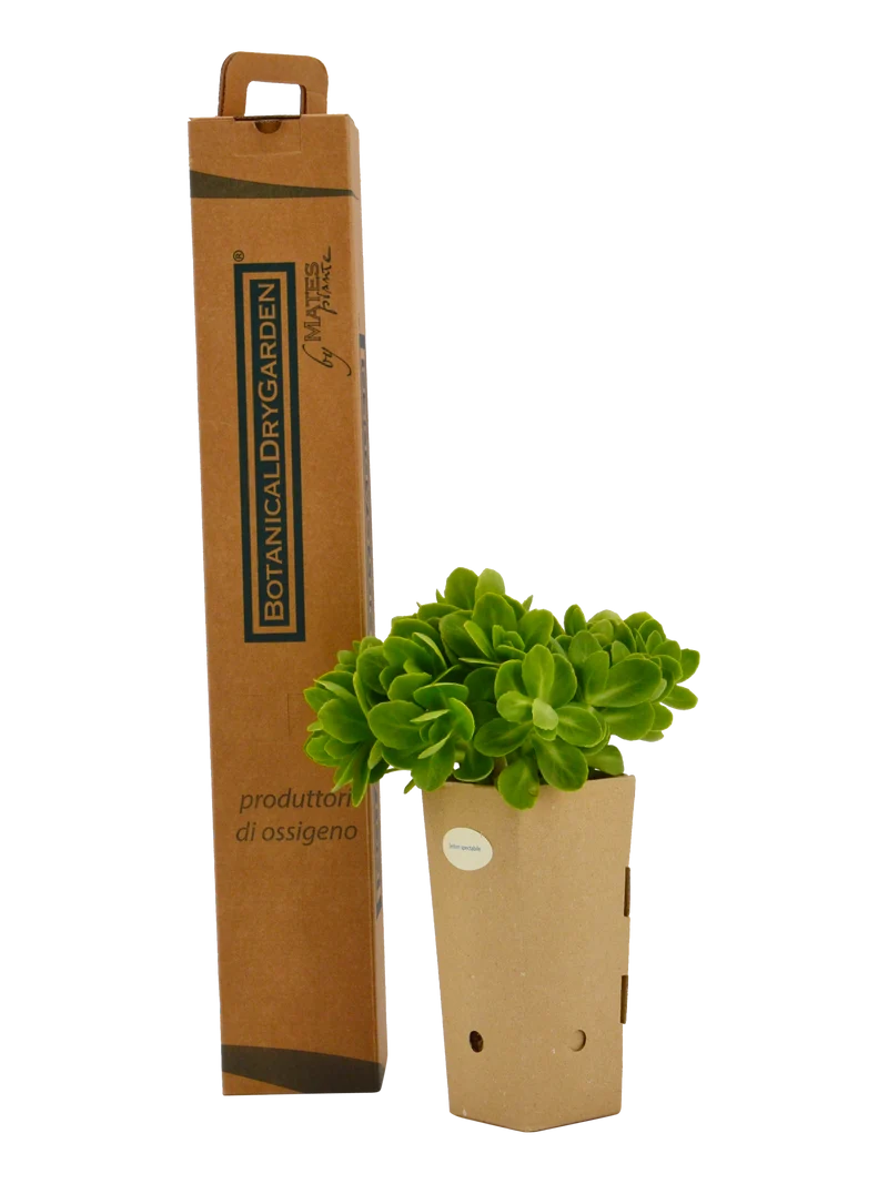 Sedum spectabile