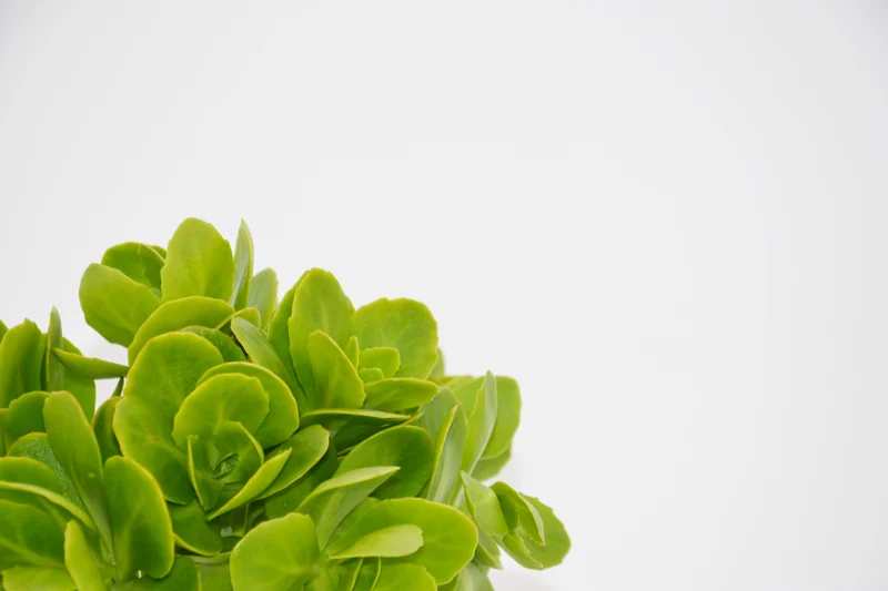 Sedum spectabile