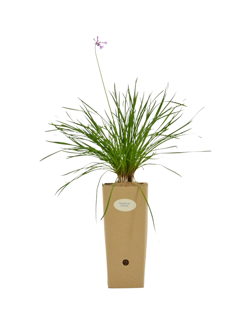 Tulbaghia Tipi ‘Dark Star’®