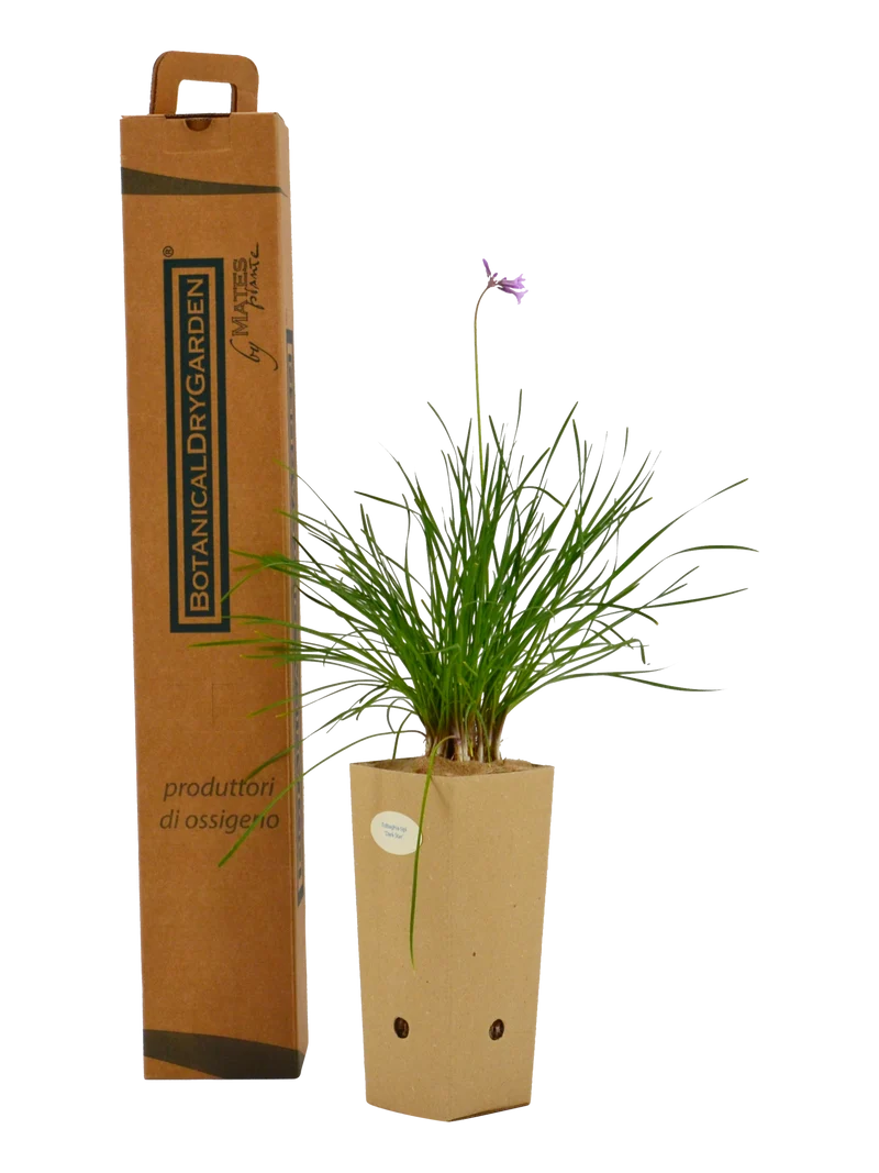 Tulbaghia Tipi ‘Dark Star’®