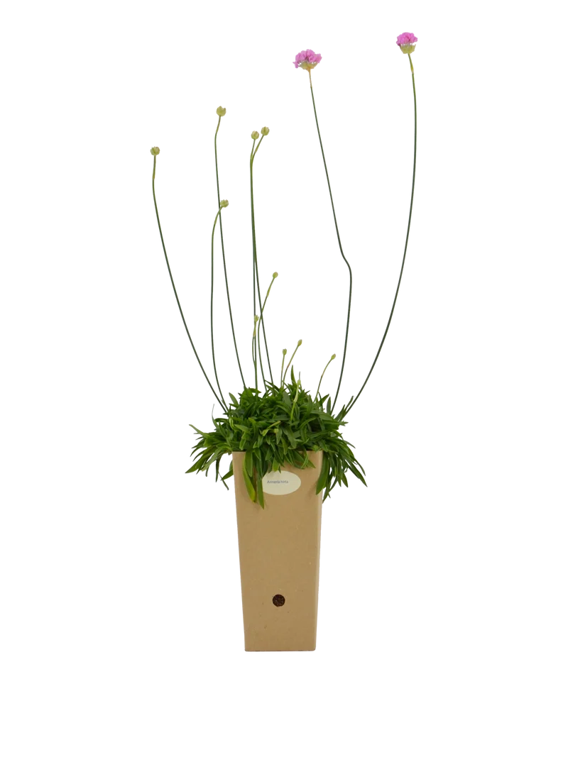 Armeria hirta