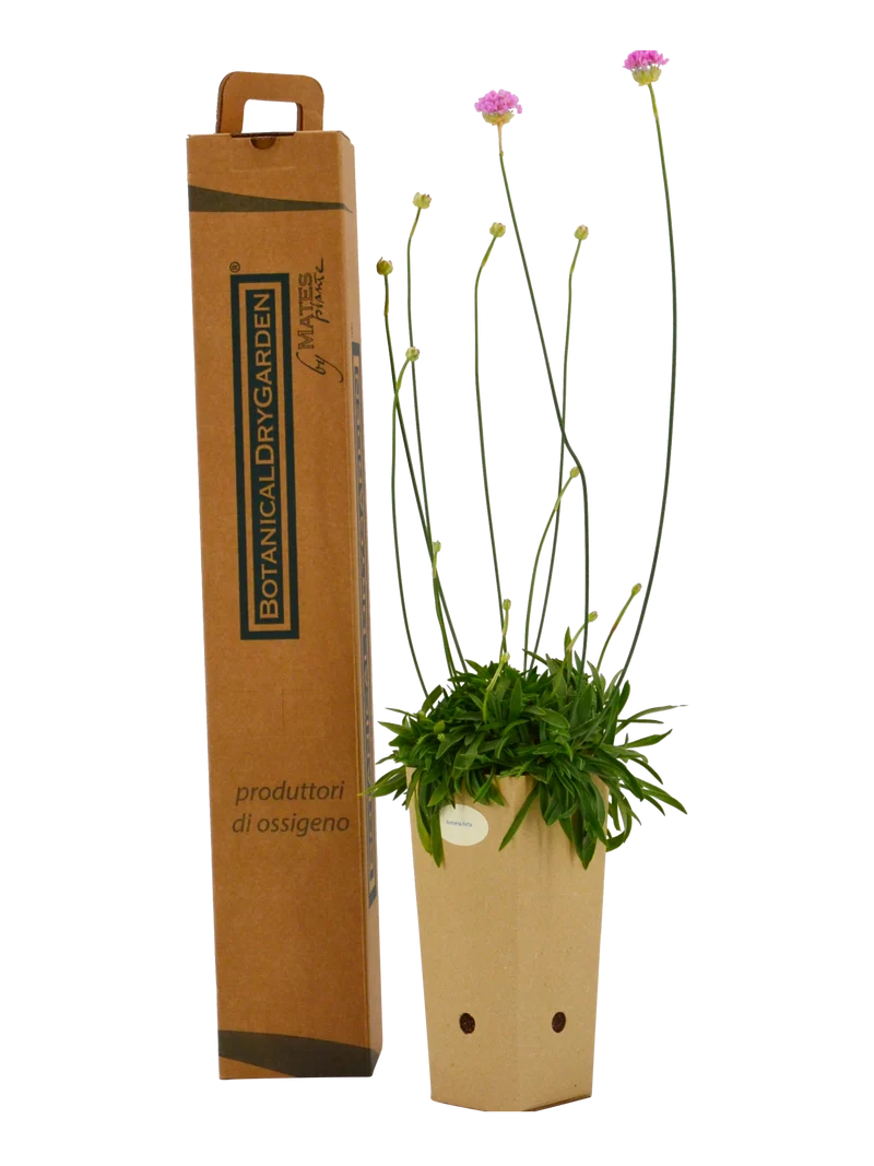 Armeria hirta