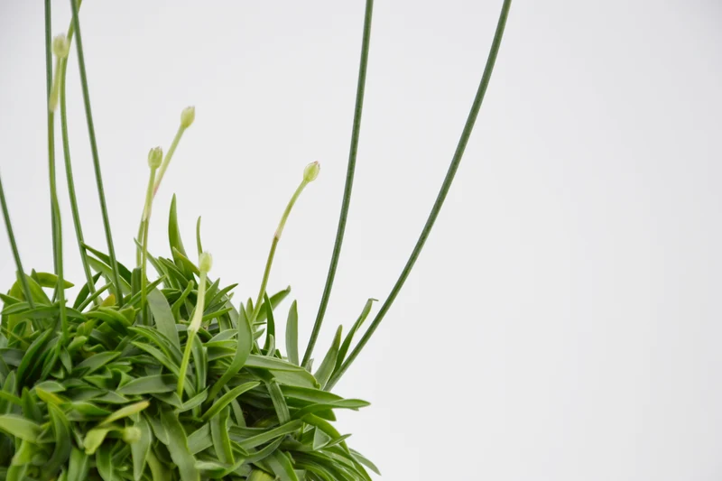 Armeria hirta