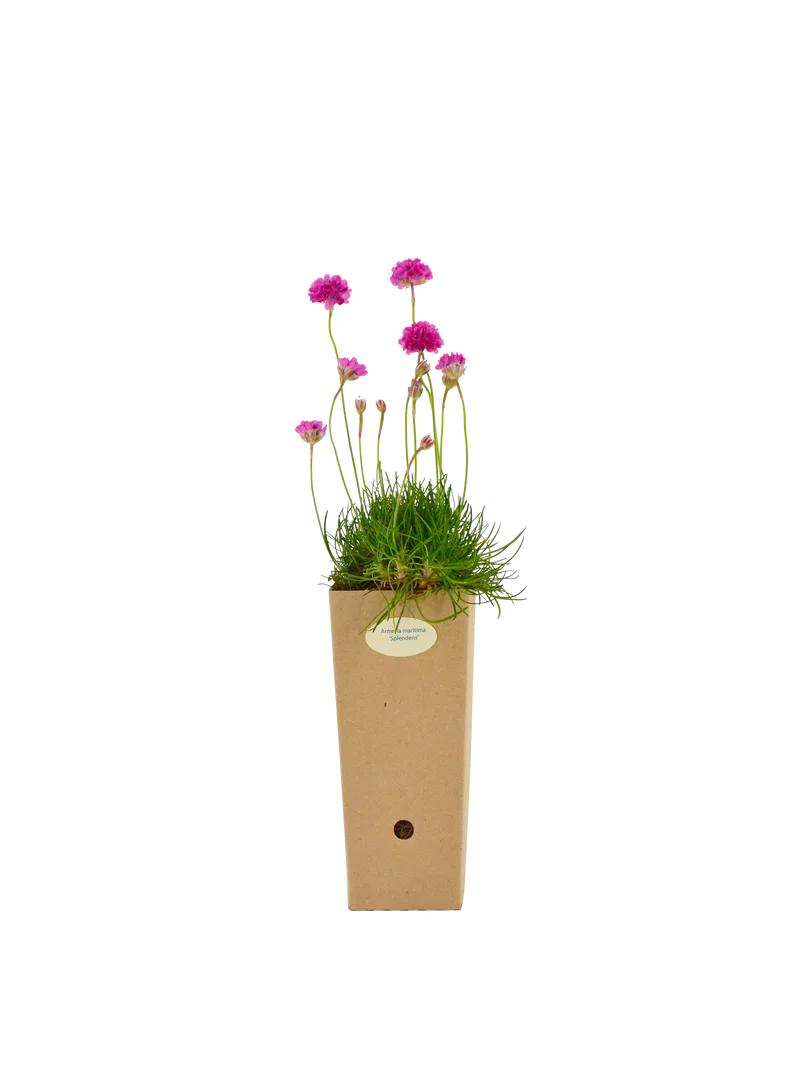 Armeria maritima 'Splendens'