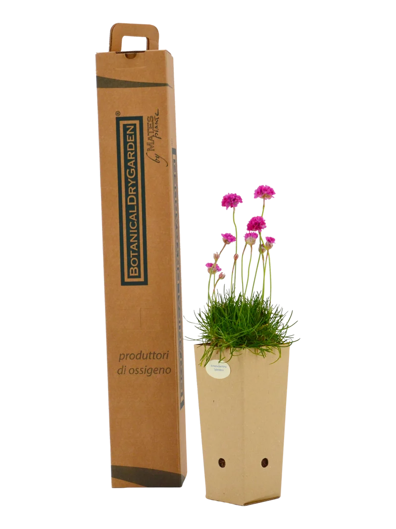 Armeria maritima 'Splendens'