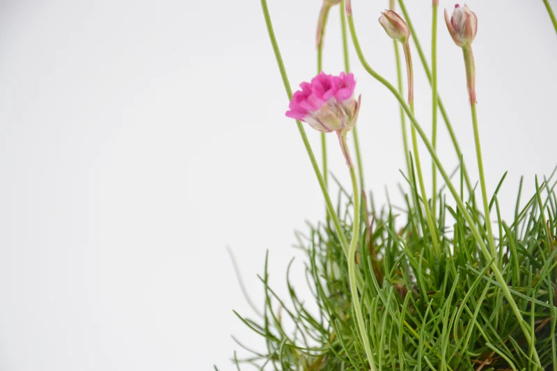 Armeria maritima 'Splendens'