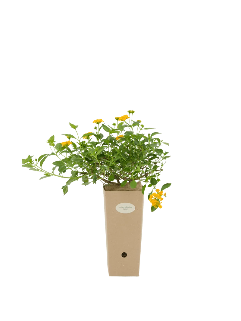 Lantana sellowiana 'Lutea'
