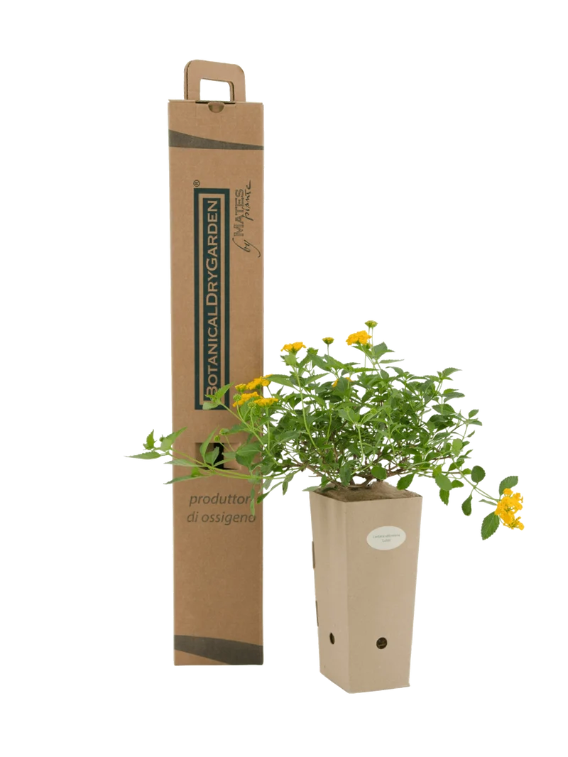 Lantana sellowiana 'Lutea'