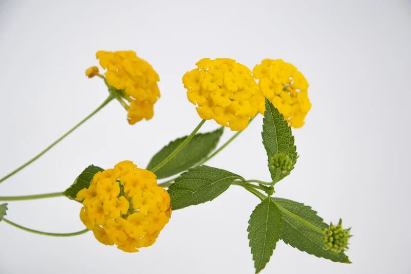 Lantana sellowiana 'Lutea'