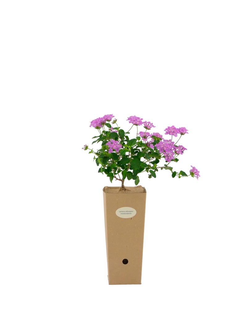 Lantana sellowiana 'Rosa'