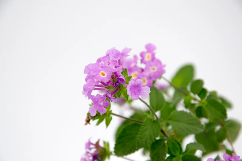 Lantana sellowiana 'Rosa'