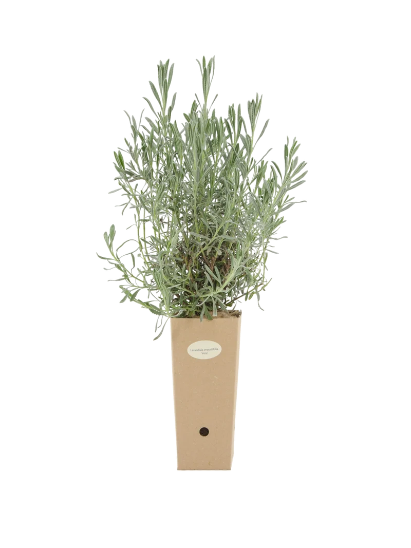 Lavandula angustifolia 'Vera'