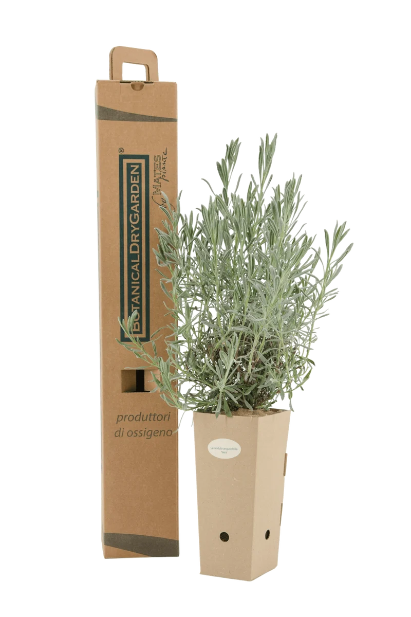 Lavandula angustifolia 'Vera'