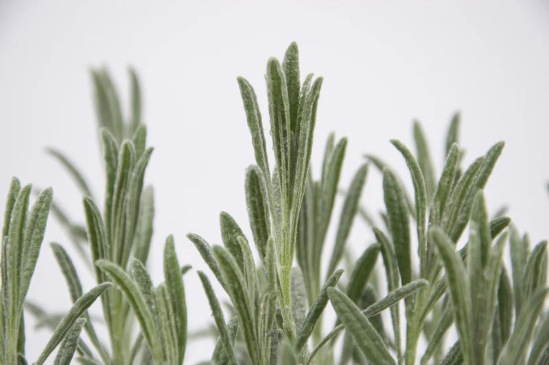 Lavandula angustifolia 'Vera'