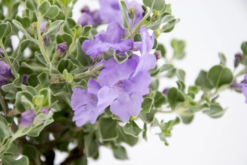 Leucophyllum langmaniae