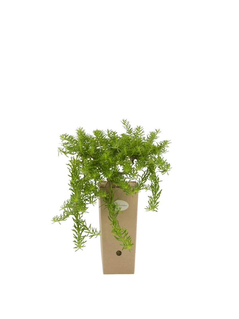 Myoporum parvifolium