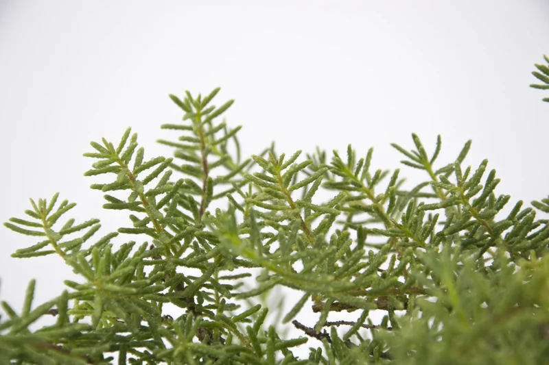 Myoporum parvifolium