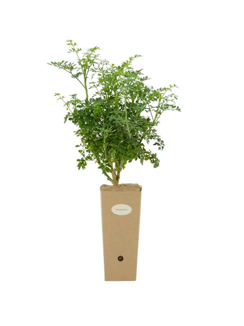 Ruta graveolens